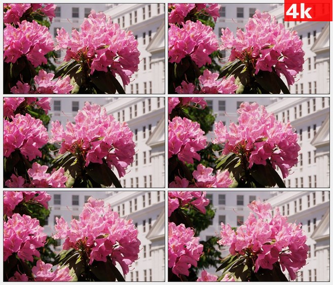 4K0899粉红色的花朵鲜花高清实拍视频素材