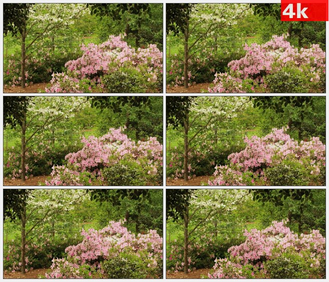 4K0900粉红色开花的树在森林里高清实拍视频素材