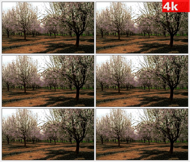 4K0902粉红色桃花花树木园林高清实拍视频素材