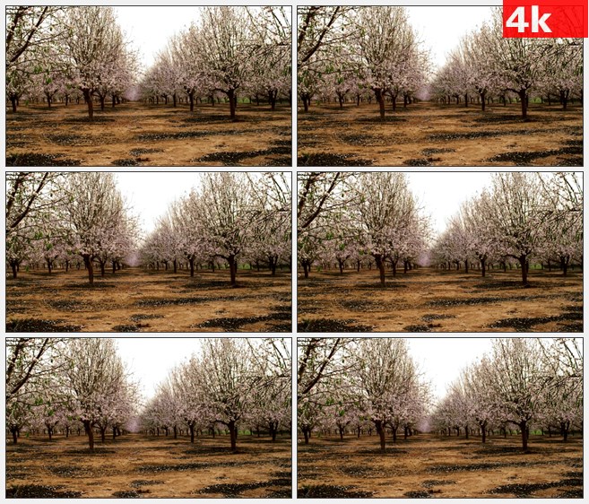 4K0903粉红色桃花桃树林园林高清实拍视频素材