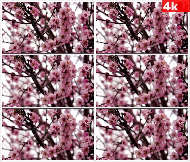 4K0906粉红色樱花树樱花花朵美丽风景高清实拍视频素材