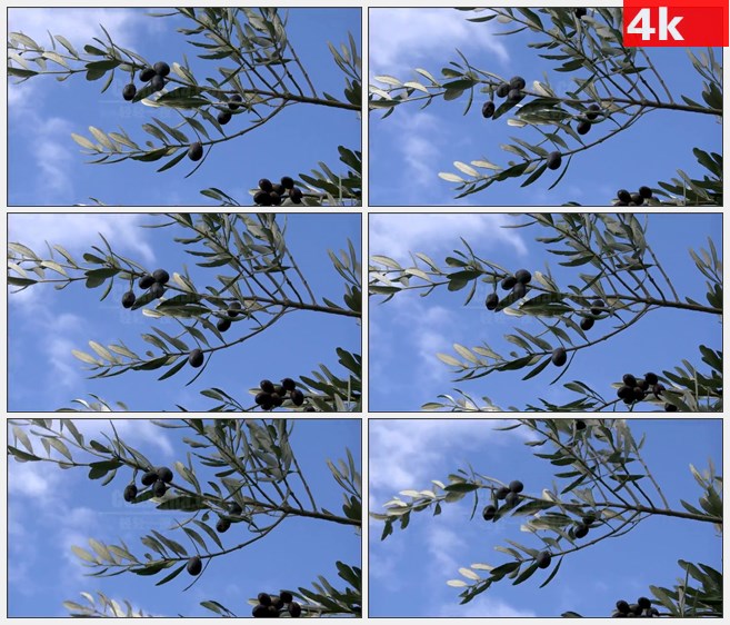 4K0918橄榄树枝风中摇曳橄榄枝橄榄果实高清实拍视频素材