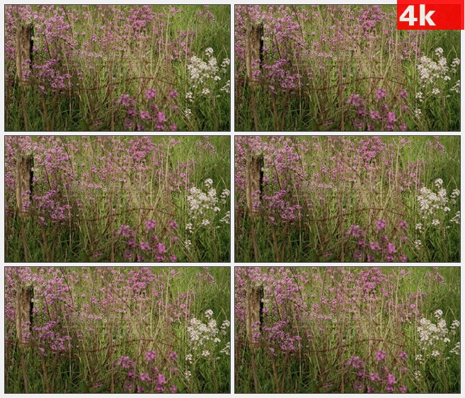 4K0944灌木粉色野花荒草地自然美景高清实拍视频素材