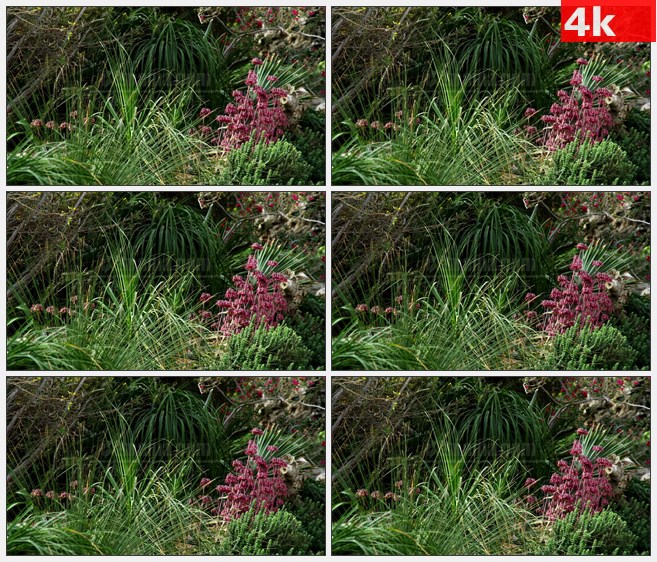 4K1018花园灌木野花草丛自然风景高清实拍视频素材