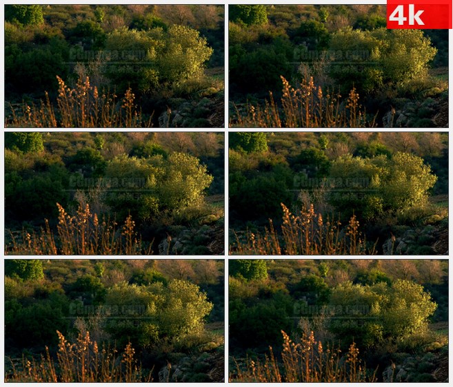 4K1031黄色绿色彩叶树森林树木自然美景高清实拍视频素材