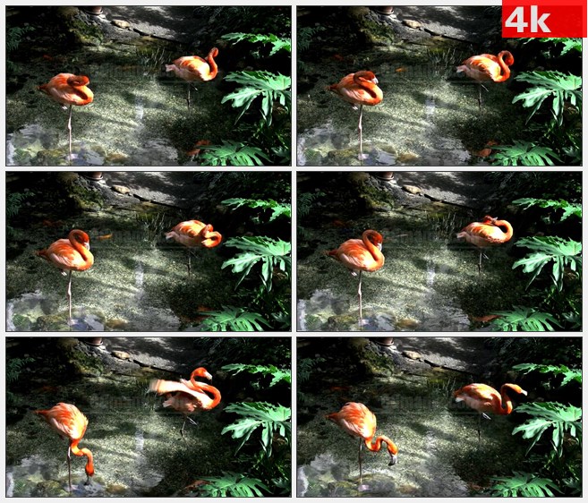 4K1034火烈鸟栖息在水池灌木高清实拍视频素材