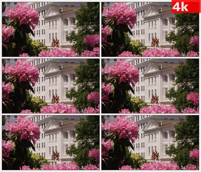 4K0996豪华度假村粉红色花朵高清实拍视频素材