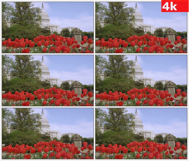 4K1007红色郁金香美国首都大厦白宫高清实拍视频  素材