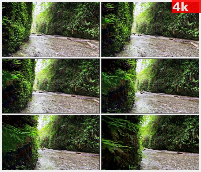 4K1070蕨类植物的峡谷溪水红木国家公园高清实拍视频素材