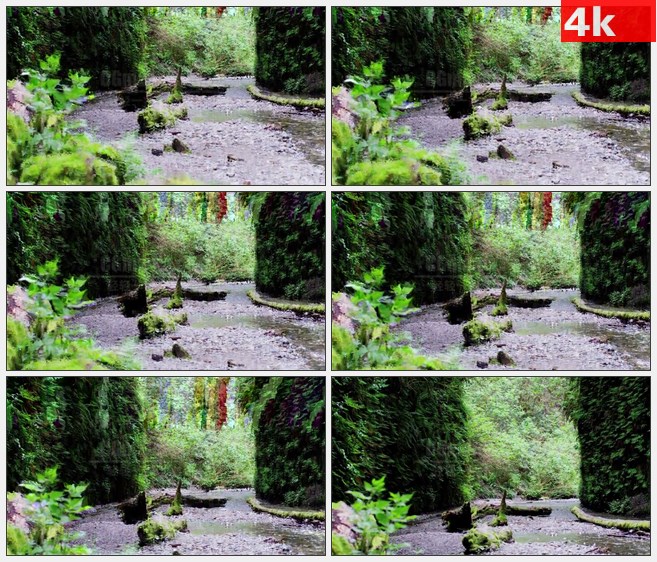4K1071蕨类植物峡谷溪流原始森林高清实拍视频素材