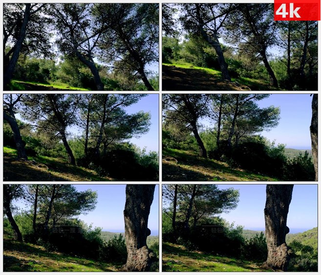 4K1072卡梅尔山学院面包树树枝高清实拍视频素材