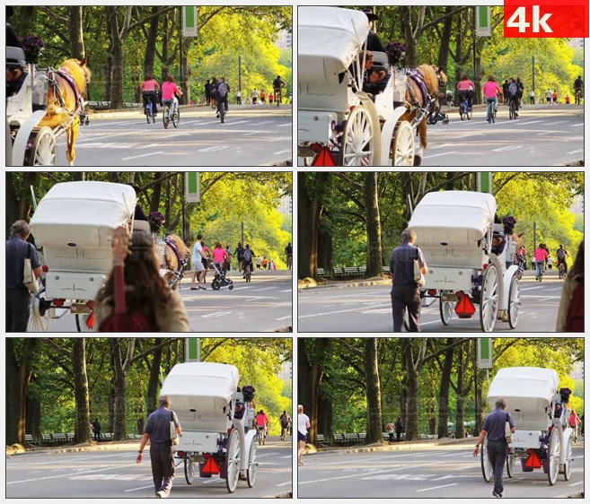 4K1123马和马车通过纽约公园高清实拍视频素材