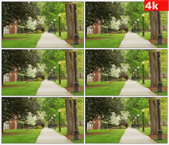 4K1125茂密树木校园小路高清实拍视频素材