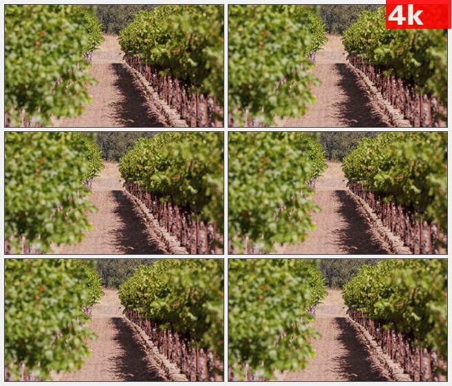 4K1101路径穿过葡萄园葡萄架高清实拍视频素材