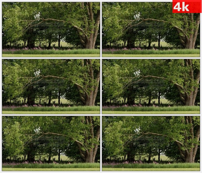 4K1105绿蔷薇农场树木自然美景高清实拍视频素材