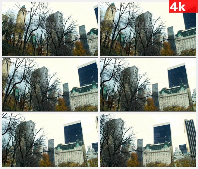 4K1187美国纽约摩天大楼高楼树木低角度拍摄高清实拍视频素材