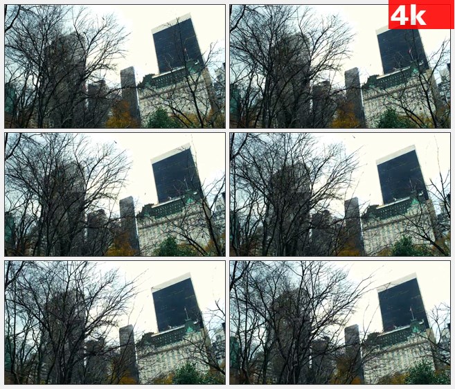 4K1188美国纽约摩天大楼树枝低角度移动高清实拍视频素材
