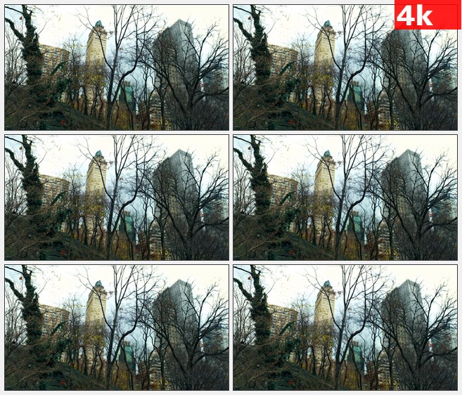 4K1199美国纽约市摩天大楼树枝低角度拍摄高清实拍视频素材
