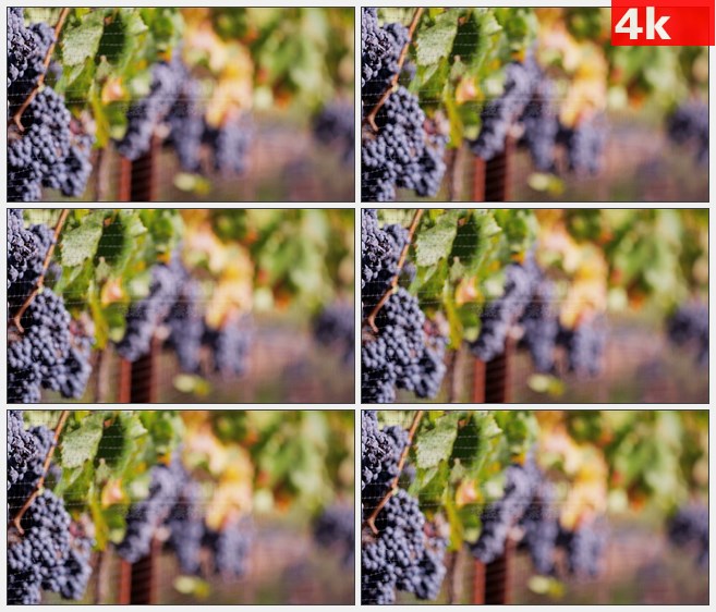 4K1228朦胧紫色葡萄葡萄叶葡萄藤铁围栏特写高清实拍视频素材