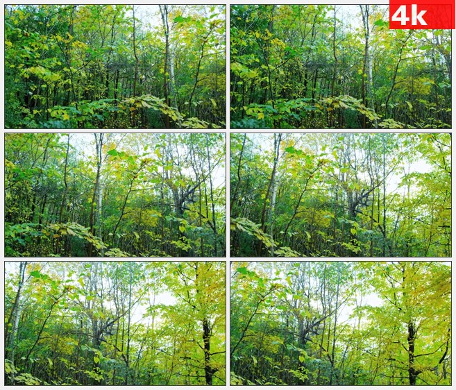 4K1232蒙特利尔公园树木松林高清实拍视频素材