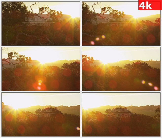 4K1244纳帕谷日落光线刺眼树木高清实拍视频素材