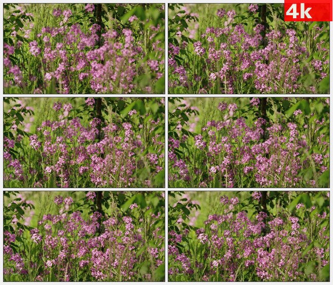 4K1276农场草地灌木粉紫色野花高清实拍视频素材