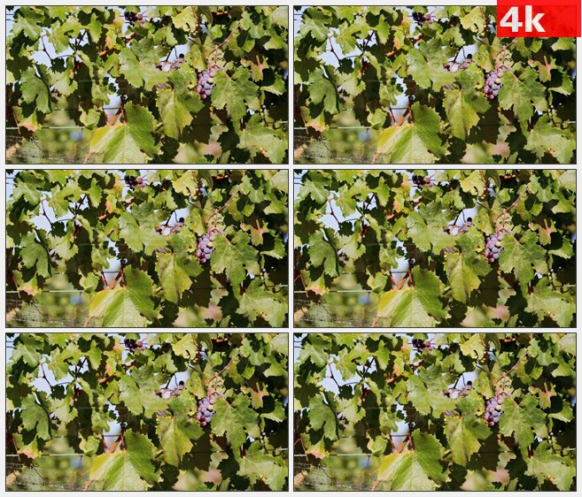 4K1307葡萄园葡萄叶紫色葡萄特写水果高清实拍视频素材
