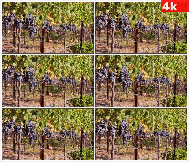 4K1308葡萄园葡萄叶紫色葡萄铁丝网特写高清实拍视频素材