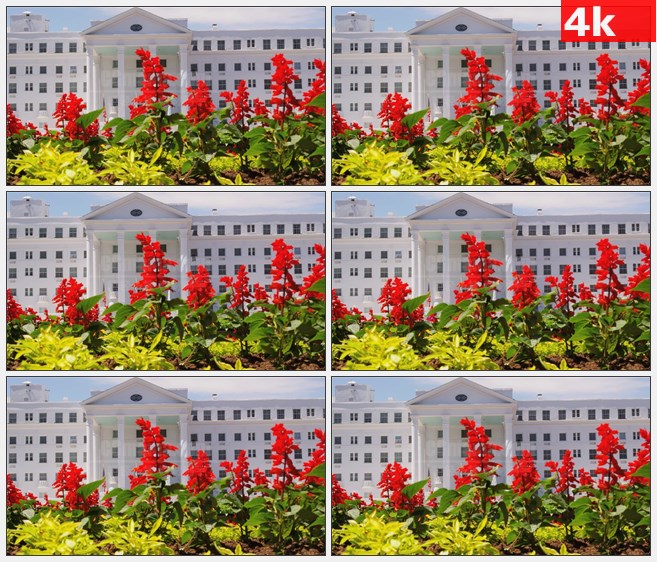 4K1310前景花坛绿色植物一串红小花后景白色欧式大楼高清实拍视频素材