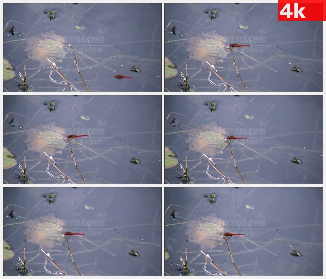 4K1314蜻蜓伫立在枯草枝头沼泽煽动翅膀高清实拍视频素材
