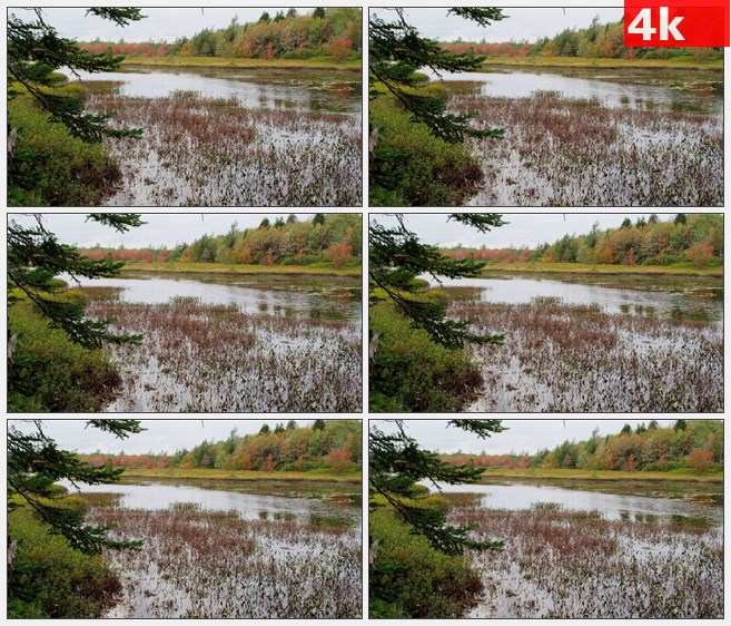 4K1316秋天彩叶树林河塘卤味水草高清实拍视频素材