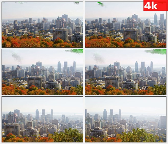 4K1319秋天多伦多城市全景黄色橙色彩叶树高楼大厦高清实拍视频素材