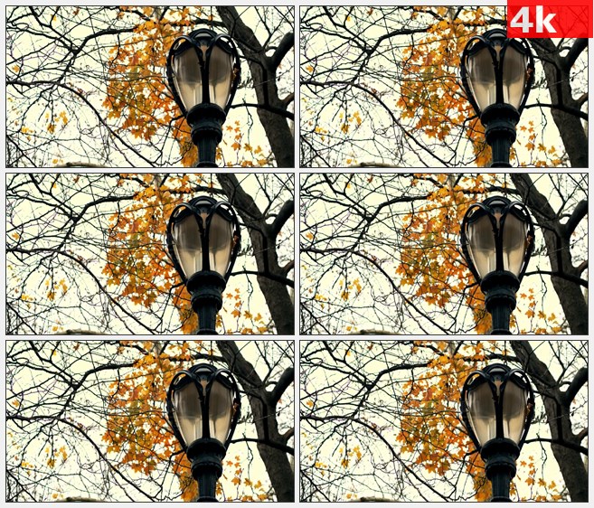 4K1323秋天金黄色树叶枯树枝黑色欧式铁艺路灯特写高清实拍视频素材