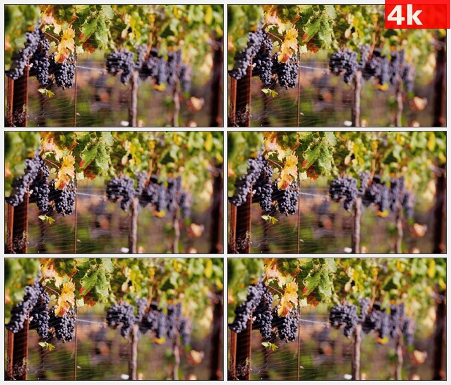 4K1326秋天紫色葡萄葡萄叶葡萄架丰收铁围栏特写高清实拍视频素材