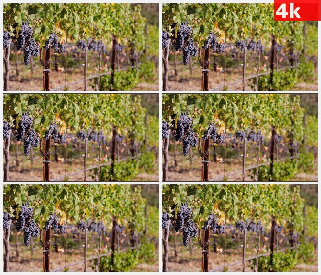 4K1329秋天紫色葡萄葡萄叶葡萄园铁围栏特写高清实拍视频素材
