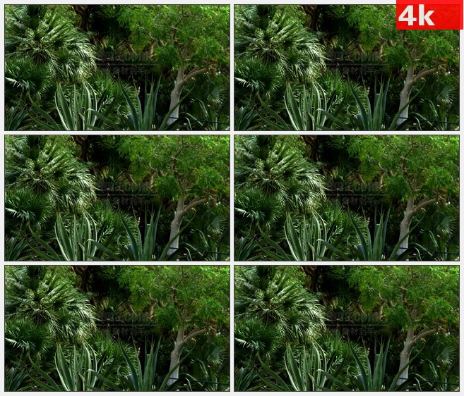 4K1333热带灌木树林棕树树叶自然美景高清实拍视频素材