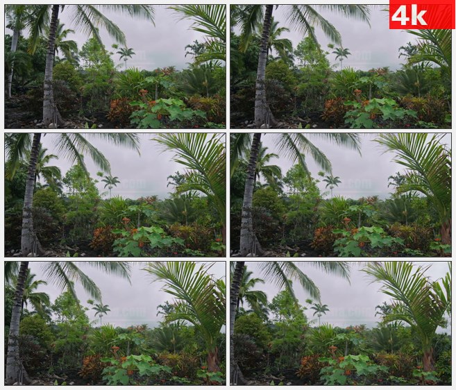 4K1334热带树林灌木树叶自然美景高清实拍视频素材