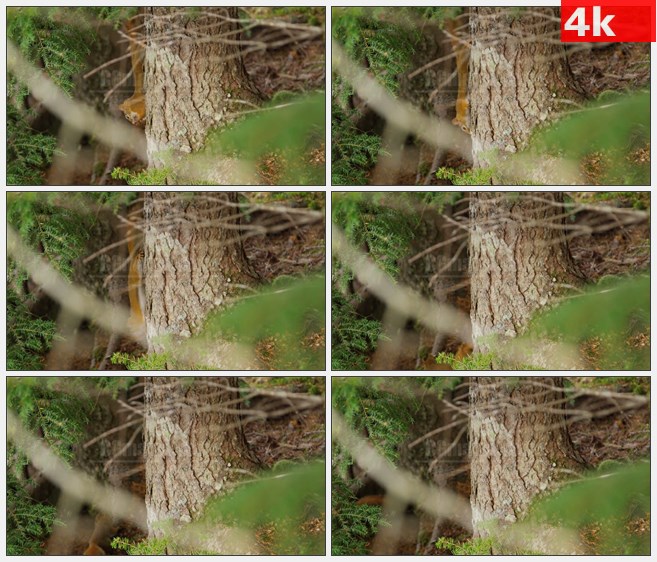 4K1348森林松鼠跳跃吃食物树木高清实拍视频素材