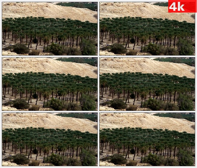 4K1358山谷里一片椰子林高清实拍视频素材
