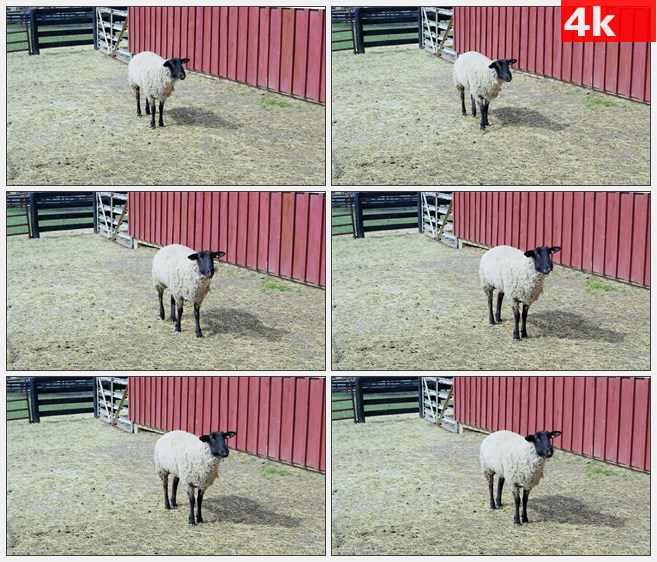 4K1365山羊吃东西觅食粮仓高清实拍视频素材