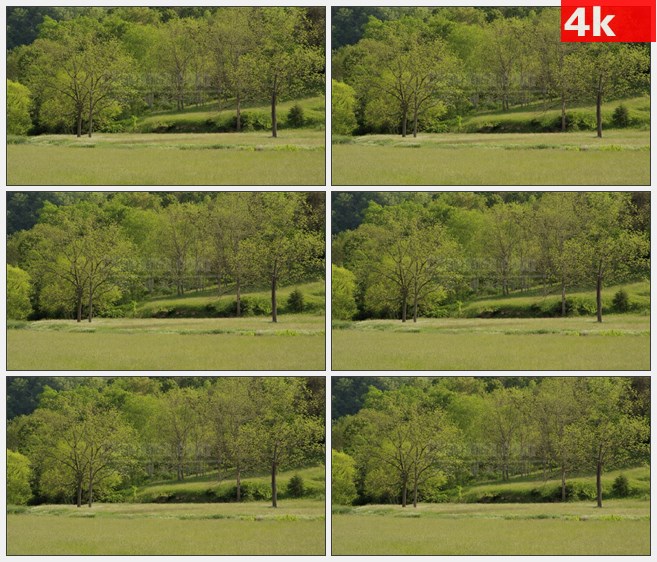 4K1384树林农田自然美景高清实拍视频素材