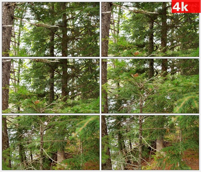 4K1391松鼠松树下树林自然美景高清实拍视频素材