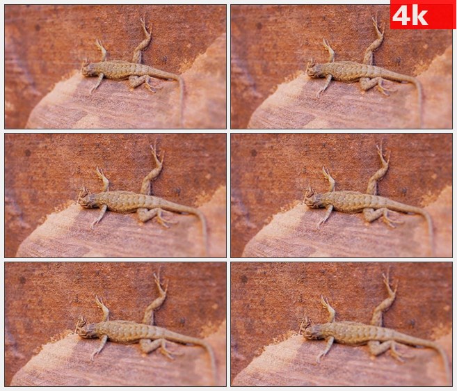 4K1453小蜥蜴爬在岩石上高清实拍视频素材