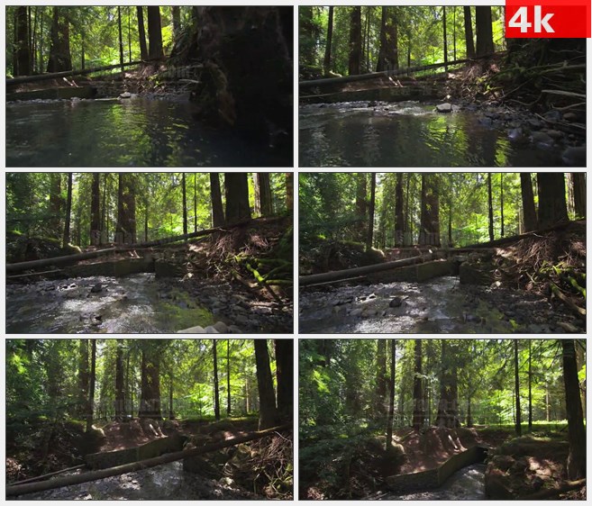 4K1466沿溪上游移动的红木原始森林自然美景高清实拍视频素材