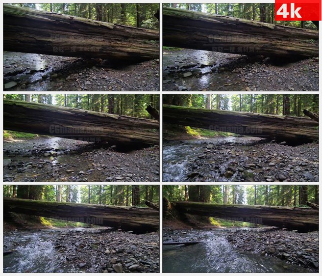 4K1467沿溪下游移动红木森林树干自然美景高清实拍视频素材