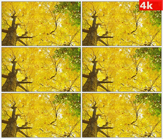 4K1472仰拍金秋秋天金黄色树叶大树落叶美景高清实拍视频素材