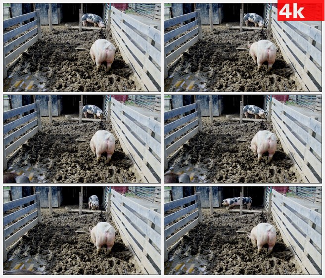 4K1473养猪场猪圈农场三只小猪高清实拍视频素材