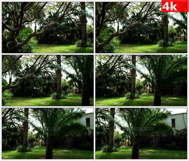 4K1474椰子树房子高清实拍视频素材