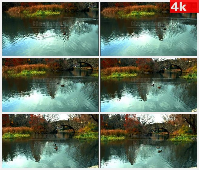 4K1476野鸭在桥旁边湖上游泳高清实拍视频素材