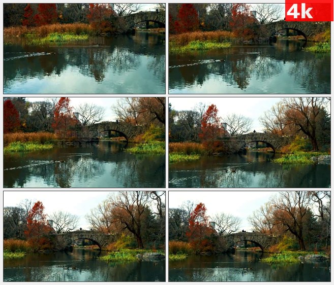 4K1477野鸭在桥下河上游泳高清实拍视频素材